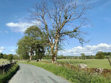 Lauradale Yolu 'na bakıyoruz. Büyük eski ağaçları, kuru taş duvarları ve Linton, Skipton, İngiltere' deki tarlaları var.