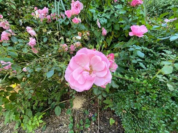 Pale Pink Wild Rose Hedgerow Others Hot Sunny Day Bradford — Fotografia de Stock