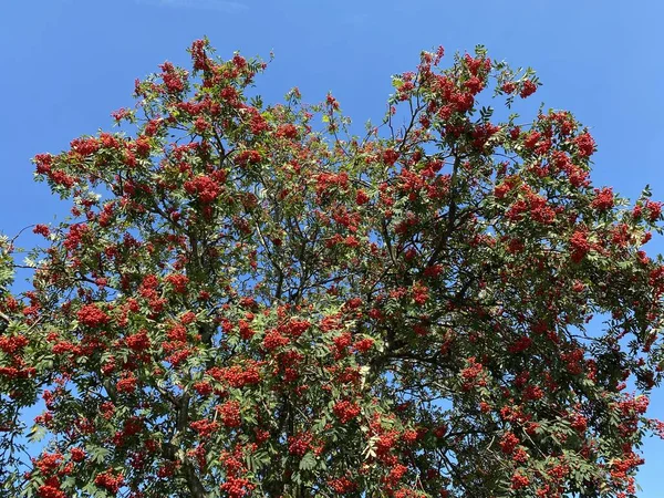 Large Tree Red Berries Set Vivid Blue Sky Bradford Yorkshire — Stock Photo, Image