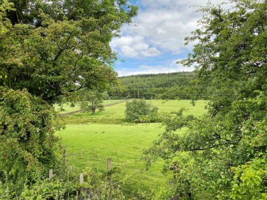 Ufukta, Skipton, Yorkshire, İngiltere 'de ağaçlar, çayırlar ve tarlalar arasında bir orman görünüyor.