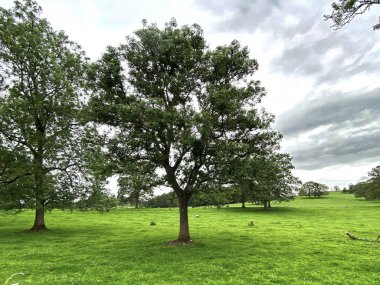 Büyük çayır, yaşlı ağaçlar, koyunlar ve bulutlu gökyüzü, Esholt Lane, Gargrave, Skipton, İngiltere