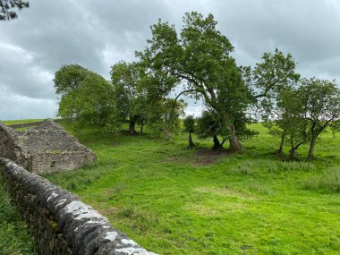 Büyük bir tarla, eski ağaçlar, taş bir harabe, ve kuru bir taş duvar, Carseylands Hill, Airton, Skipton, İngiltere 