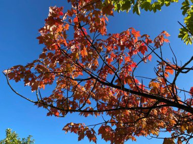 Kahverengi yapraklı ağaç dalı, Bradford, Yorkshire, İngiltere 'de açık mavi gökyüzüne karşı kurulmuş.