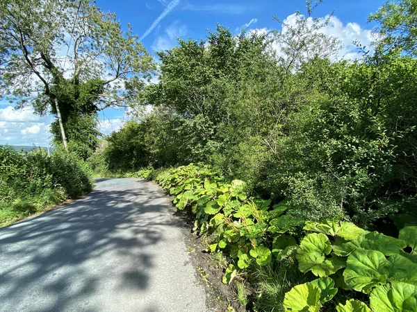 Při Pohledu Podél Bishopdale Lane Divoké Rostliny Staré Stromy Keře — Stock fotografie
