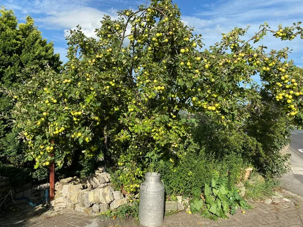 Apples Ripening Tree Farm Gate West Witton Leyburn — стоковое фото