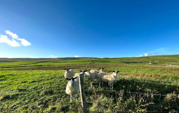 Arncliffe Yorkshire Ngiltere Yakınlarındaki Fundalıkta Koyun Var — Stok fotoğraf