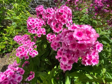 Açık pembe ve kırmızı Phlox, yeşil yapraklara karşı, Leyburn, Yorkshire, İngiltere 'de bir yaz gününde