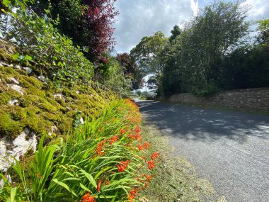 Portakal çiçekleri, yosun kaplı, kuru taş duvarlı Buckden, Skipton, İngiltere yakınlarındaki bir köy yolunun yanında yetişiyor.