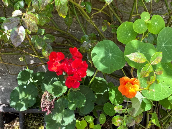 Una Flor Roja Una Flor Naranja Colgando Una Pared Piedra —  Fotos de Stock
