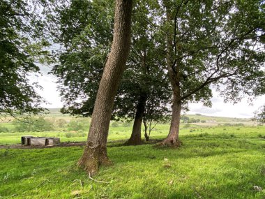 Laneshaw Köprüsü, Colne, İngiltere 'de yeşil bir çayırda eski ağaçlar ve içme yalağı manzarası.