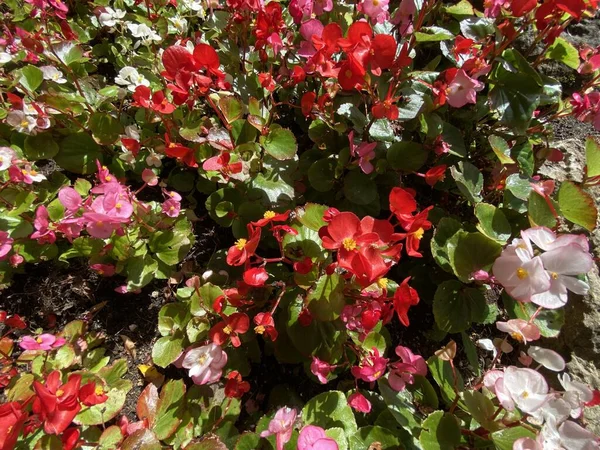 Piros Halvány Rózsaszín Virágok Mellett Közel Száraz Fal Skipton Yorkshire — Stock Fotó