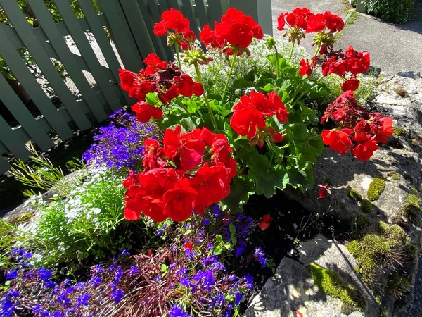 Piros Kék Virágok Egy Régi Vályú Közelében Skipton Yorkshire Egyesült — Stock Fotó