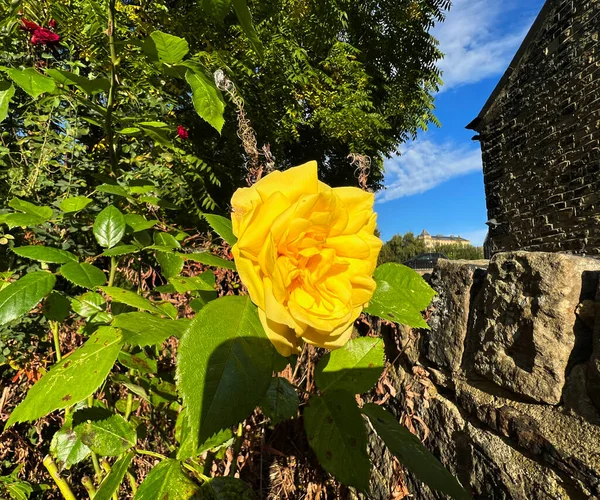 Yellow Rose Old Stone Wall Egyesült Királyság — Stock Fotó