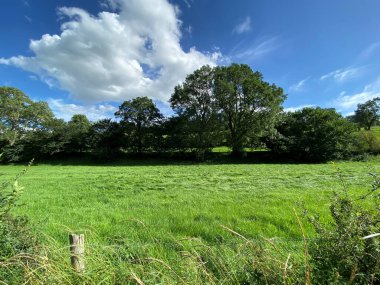 Bereketli bir çayır, uzun otlar ve yaşlı ağaçlarla, güneşli bir günde, Thoralby, Leyburn, İngiltere