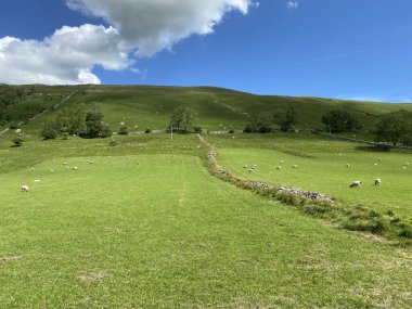 Manzara, açık alanlar, kuru taş duvarlar, koyunlar, ağaçlar ve yakınlardaki tepeler, Kettlewell, Skipton, İngiltere