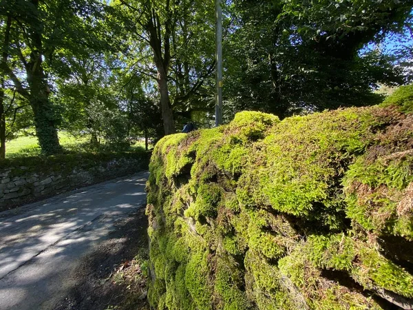 Green Brown Moss Covering Old Dry Stone Wall Country Lane — стокове фото