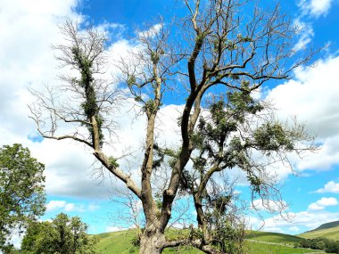 Çok eski bir ağaç, yol kenarındaki Kettlewell, Skipton, İngiltere