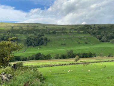Koyunlu manzara manzarası, geniş çayırlar ve yakınındaki ağaçlı ve tepeli tarlalar, West Burton, Leyburn, İngiltere