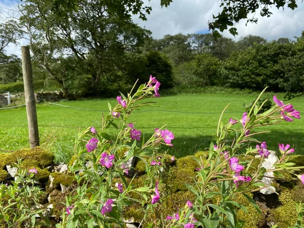 Blassrosa Blüten Auf Einer Moosbedeckten Trockenmauer Mit Einer Wiese Und — Stockfoto