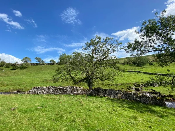 Kırsal alan, eski ağaçlar, bir dere, çimenler ve Cray, Skipton, İngiltere tepelerinde kuru taş bir duvar.