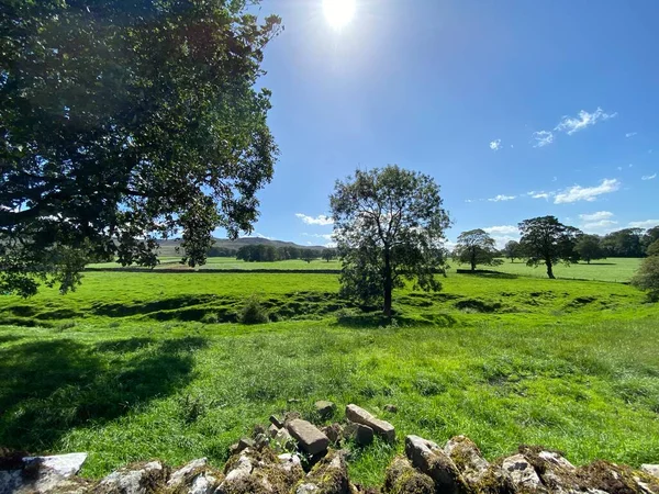 Grüne Landschaft Mit Viel Sonnenlicht Trockenmauern Und Alten Bäumen Der — Stockfoto