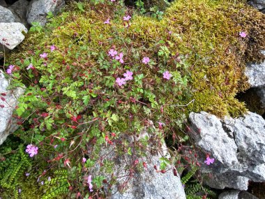 Eski kuru taş duvar, yosunlar, liken, küçük pembe yabani çiçekler ve yakınlardaki diğer bitkiler, Skipton, Yorkshire, İngiltere