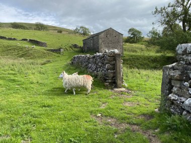Yüksek tepelerde, kuru taş duvarları ve Malham, Skipton, İngiltere 'de eski bir taş ahırı olan bir koyun.