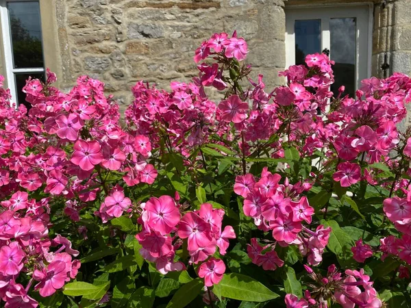 Deep Pink Flowers Cottage Wensley Yorkshire — Fotografia de Stock