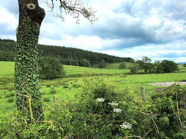 Uma Vista Campos Verdes Árvores Céu Nublado Campo Perto Skipton — Fotografia de Stock