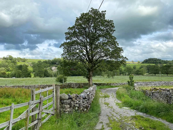 Large Old Tree Next Rough Cart Track Dry Stone Walls — Foto Stock