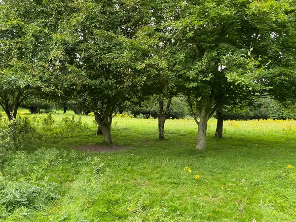 Ruhige Waldlandschaft Mit Wilden Pflanzen Und Alten Bäumen Daleside Bradford — Stockfoto