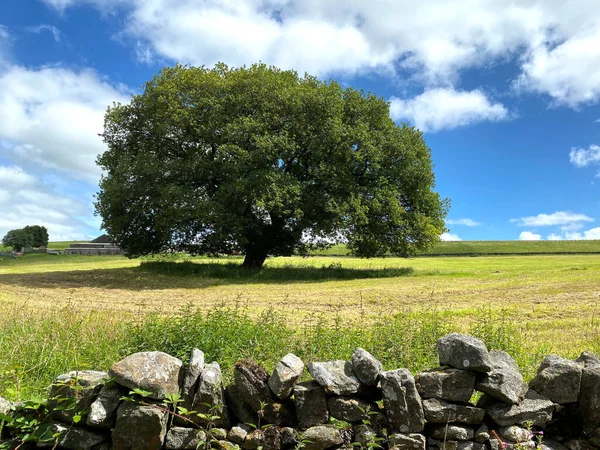 Geniş Eski Bir Ağaç Taze Kesilmiş Bir Tarlada Duruyordu Planda — Stok fotoğraf