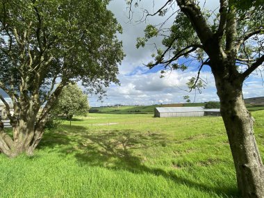 Eski ağaçlar, yeşil bir çayırda, yakınlarda çiftlik binaları, Denholme, Bradford, İngiltere