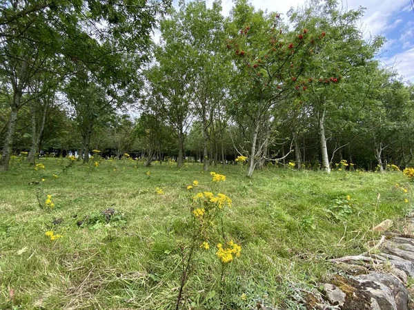 Diagonaler Blick Durch Wald Mit Wilden Gelben Pflanzen Und Langem — Stockfoto