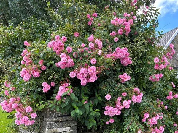 粉红玫瑰 挂在英国Keighley Haworth附近的墙上 — 图库照片
