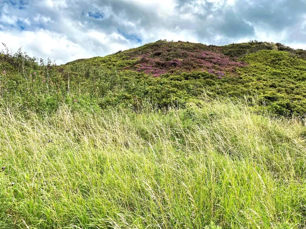 Moorland Hill Gorsem Dlouhými Travinami Divokými Rostlinami Zamračenou Oblohou Blízkosti — Stock fotografie