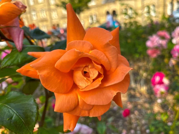 Virág Puha Narancssárga Szirmokkal Egy Késő Nyári Napon Saltaire Bradford — Stock Fotó