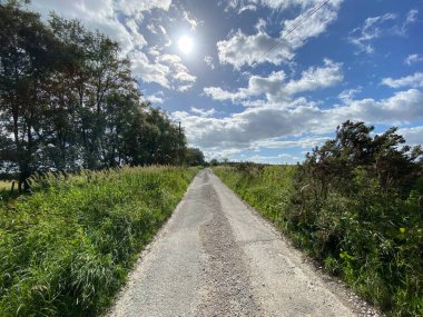 Kırsal bir yolda parlayan sisli bir güneş, çimen çitleri, yabani bitkiler ve yakınındaki ağaçlar, Farnley, Otley, İngiltere