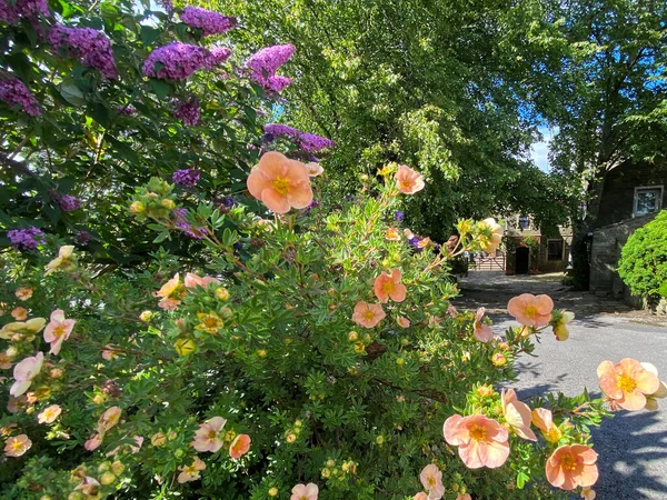 Blasse Orangefarbene Und Rote Blüten Einer Hecke Der Priesthorpe Road — Stockfoto