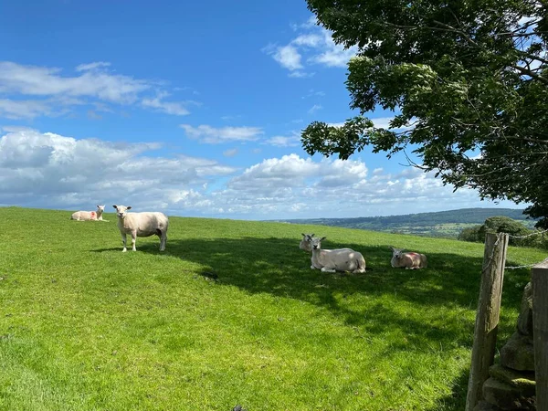 Schafe Auf Einer Hügeligen Weide Mit Feldern Und Wäldern Der — Stockfoto