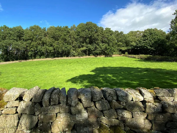 Droge Stenen Muur Een Grote Groene Weide Met Oude Bomen — Stockfoto