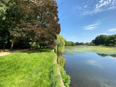 Roundhay Park 'taki göl manzarası, kısmen algler, büyük bir bakır kayın ağacı ve İngiltere, Yorkshire Leeds' de söğüt ağacı ile kaplı.