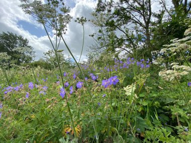 Delicate wild blue flowers, and other plants and long grasses, at the edge of a dry stone wall near, Skipton, Yorkshire, UK