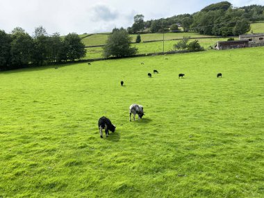 Sheep, grazing in a large green meadow, with a farmhouse, dry stone walls, and trees in the distance in, Hebden Bridge, Halifax, UK