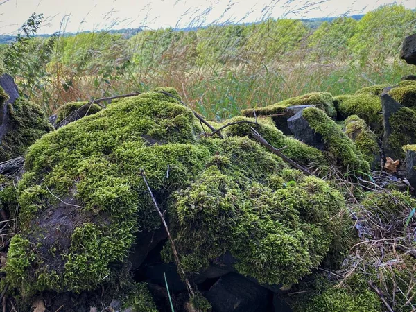 Unusual Dark Green Moss Algae Old Dry Stone Wall Edge — Foto Stock