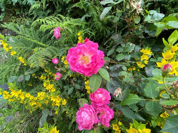 Wild Pink Roses Surrounded Yellow Flowers Green Leaves Stone Wall — Stock Fotó