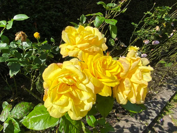 Golden Yellow Roses Other Wild Plants Growing Roadside Skipton Yorkshire — Stock Fotó