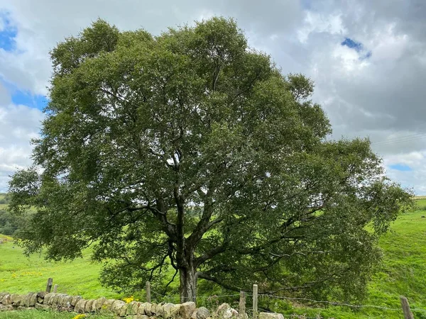 Large Old Tree Next Dry Stone Wall Fields Meadows Cloudy — 스톡 사진