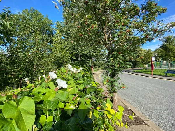Wild White Lilies Trees Berries Next Road Saltaire Bradford — Stock Fotó