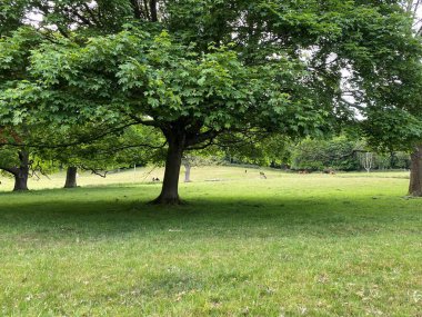 Large green meadow, with old trees, and cattle grazing in the distance near, Wilsden, Bradford, UK